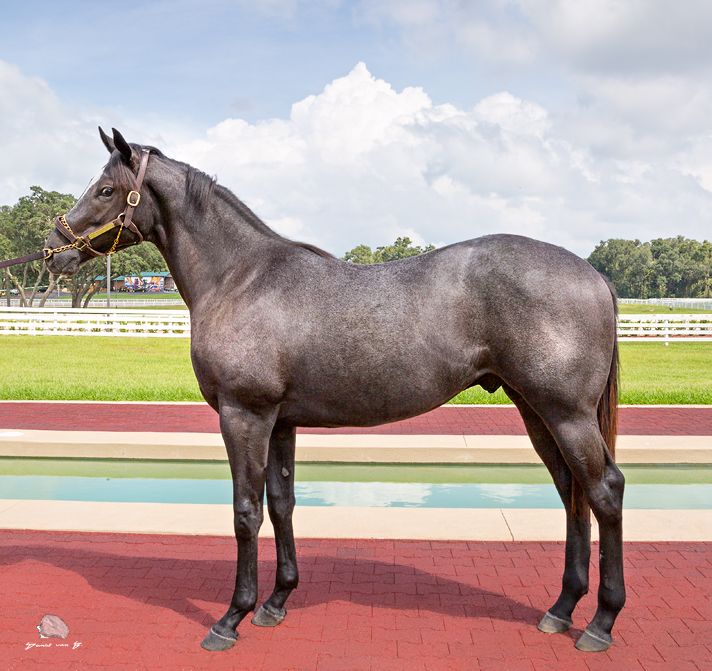 Gray thoroughbred