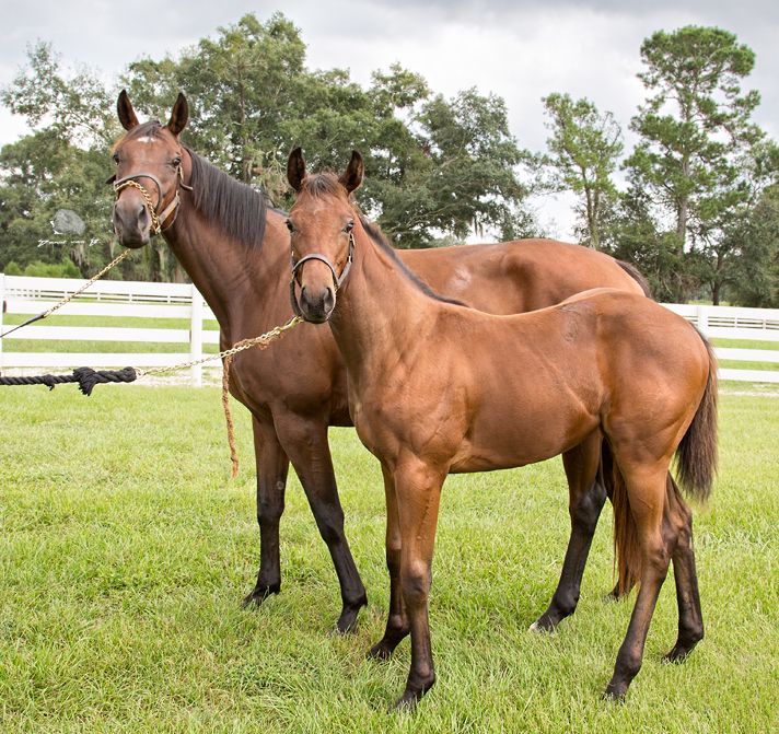 Thoroughbred mare and foal at Gelfenstein Farm